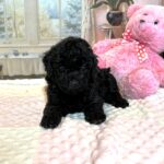 LUNA – F1b Schnoodle – Fluffy, Friendly, and Full of Love