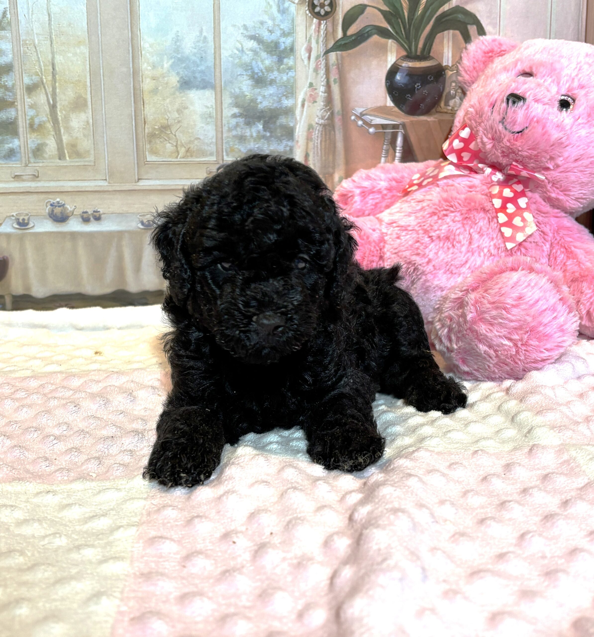 LUNA – F1b Schnoodle – Fluffy, Friendly, and Full of Love