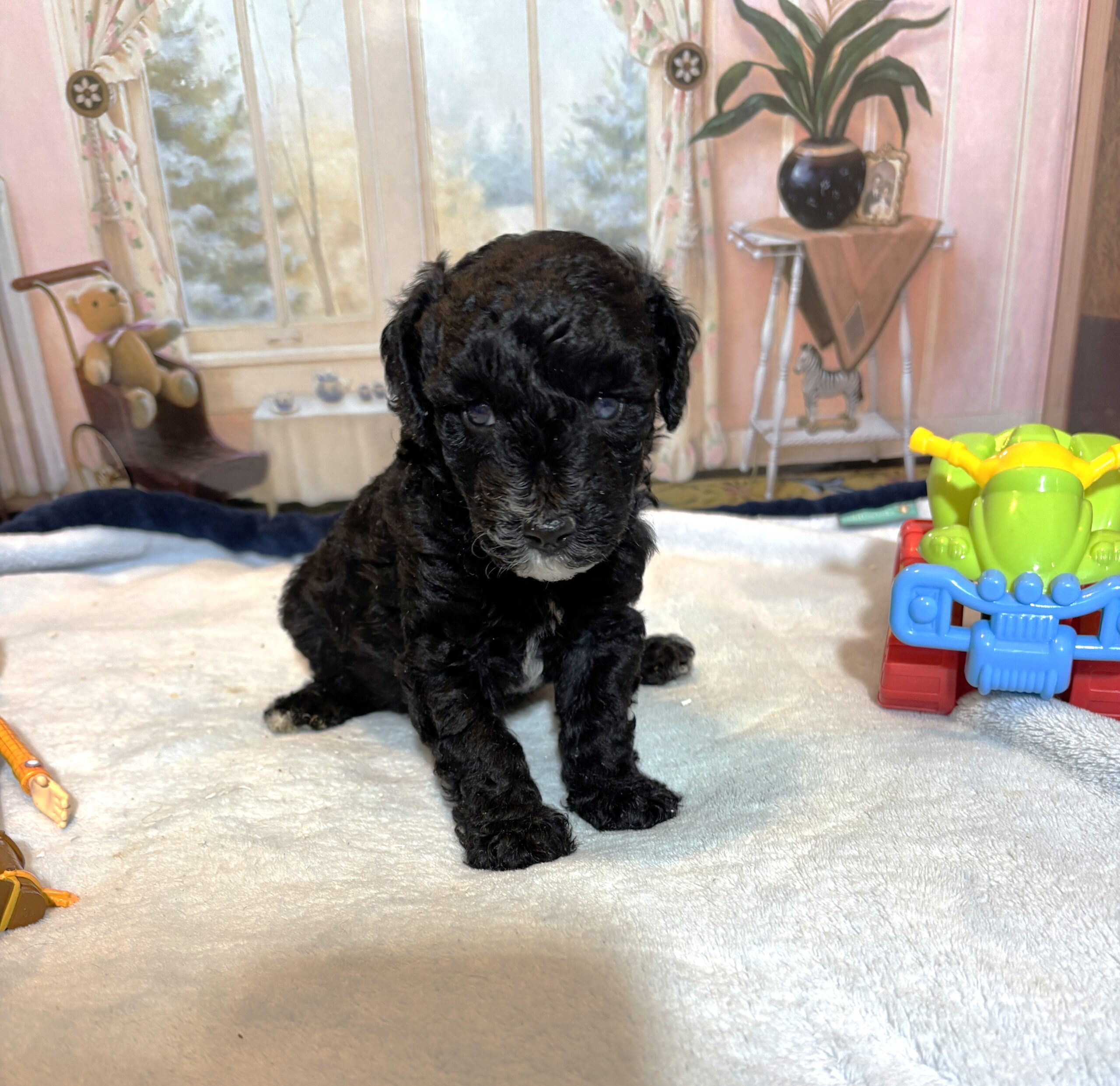 REX – F1b Schnoodle – Puppy Kisses Await!