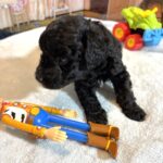 REX – F1b Schnoodle – Puppy Kisses Await!