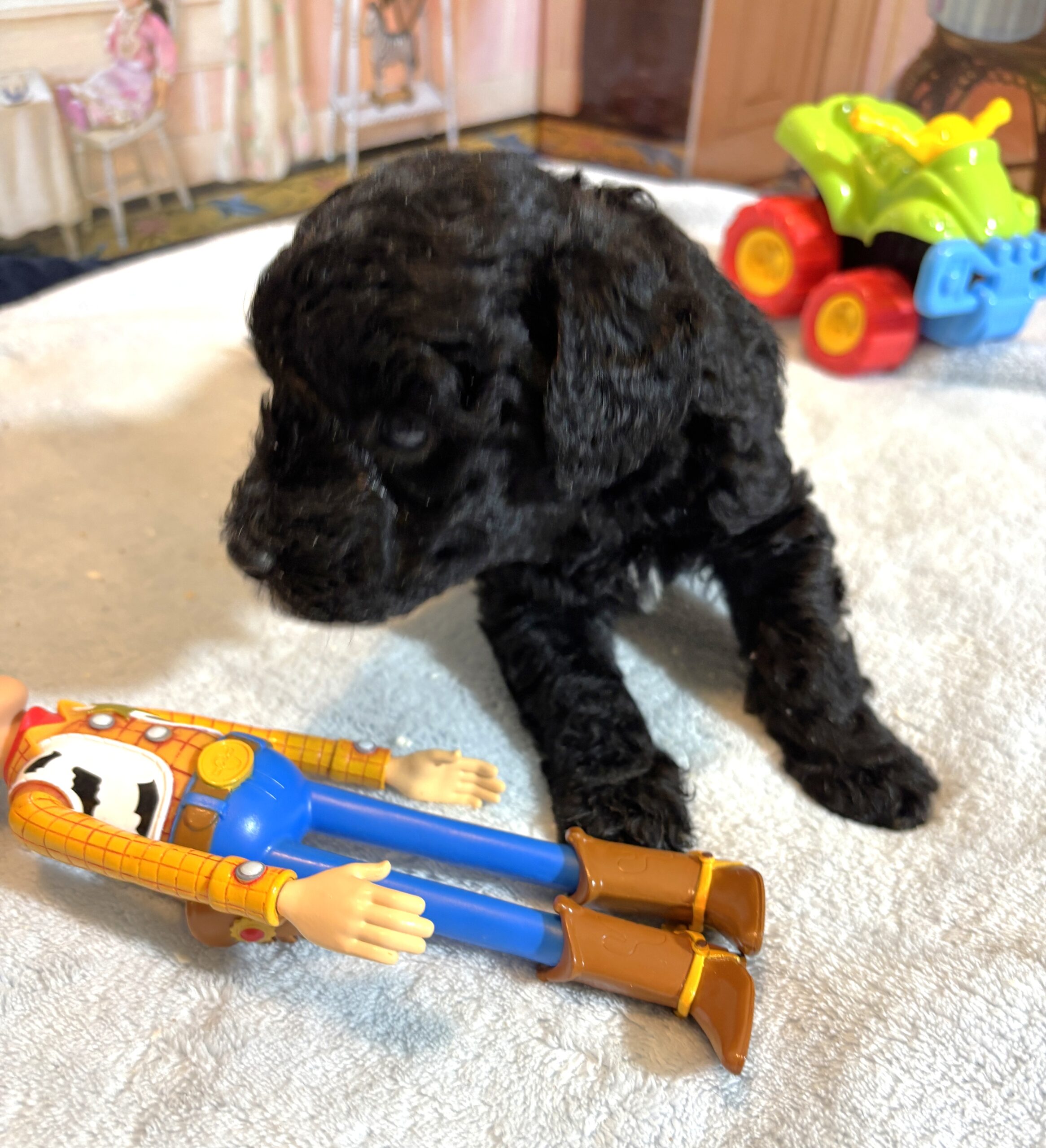 REX – F1b Schnoodle – Puppy Kisses Await!