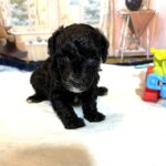 REX – F1b Schnoodle – Puppy Kisses Await!