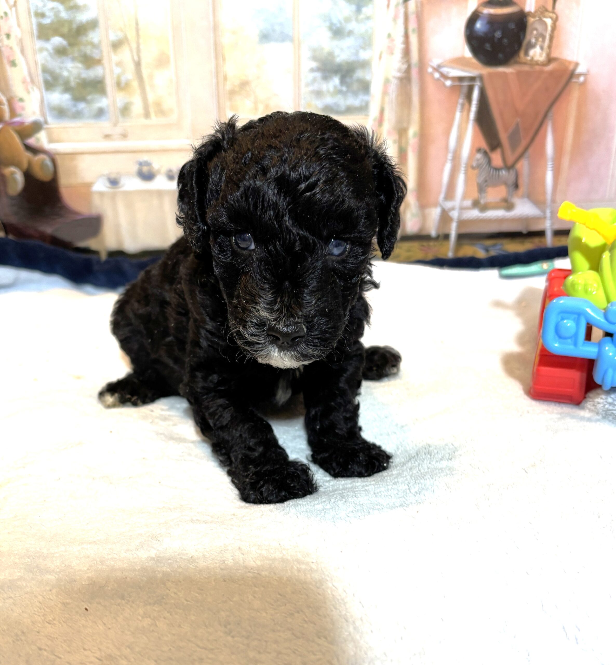 REX – F1b Schnoodle – Puppy Kisses Await!