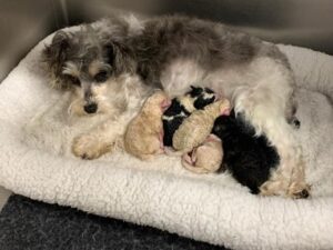 Emily and pups