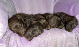 Chocolate schnoodle puppies