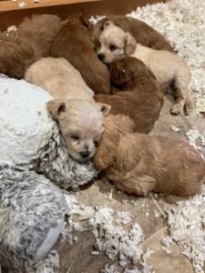 Schnauzer Litter