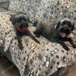 Schnoodle brothers