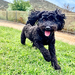 Schnoodle Puppies