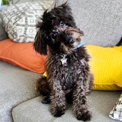 Mini Schnoodles Full Grown