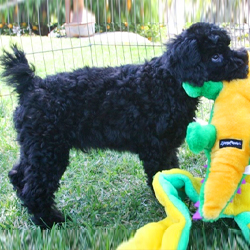 Miniature Schnoodle Puppies