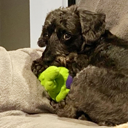 Miniature Schnoodle Puppies