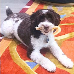 Schnoodle with bone