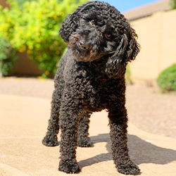 Black Schnoodle