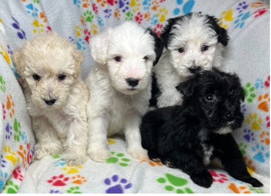 Miniature Schnoodle Colors