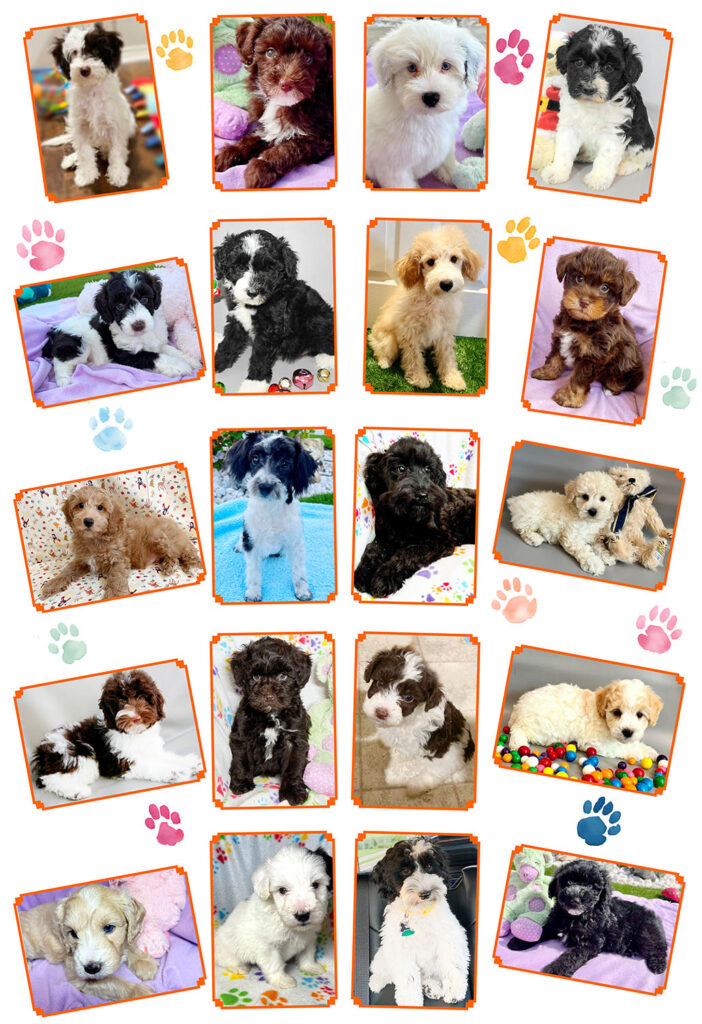 Schnoodle Collage