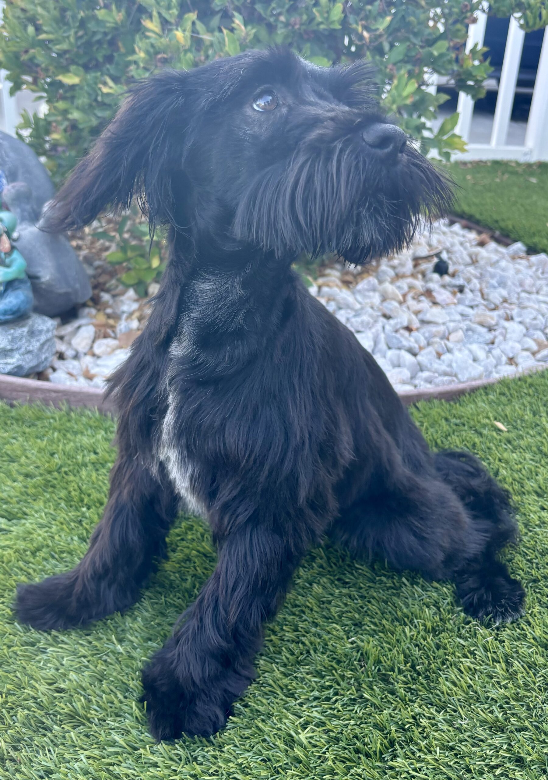 Romeo (Miniature Schnauzer)