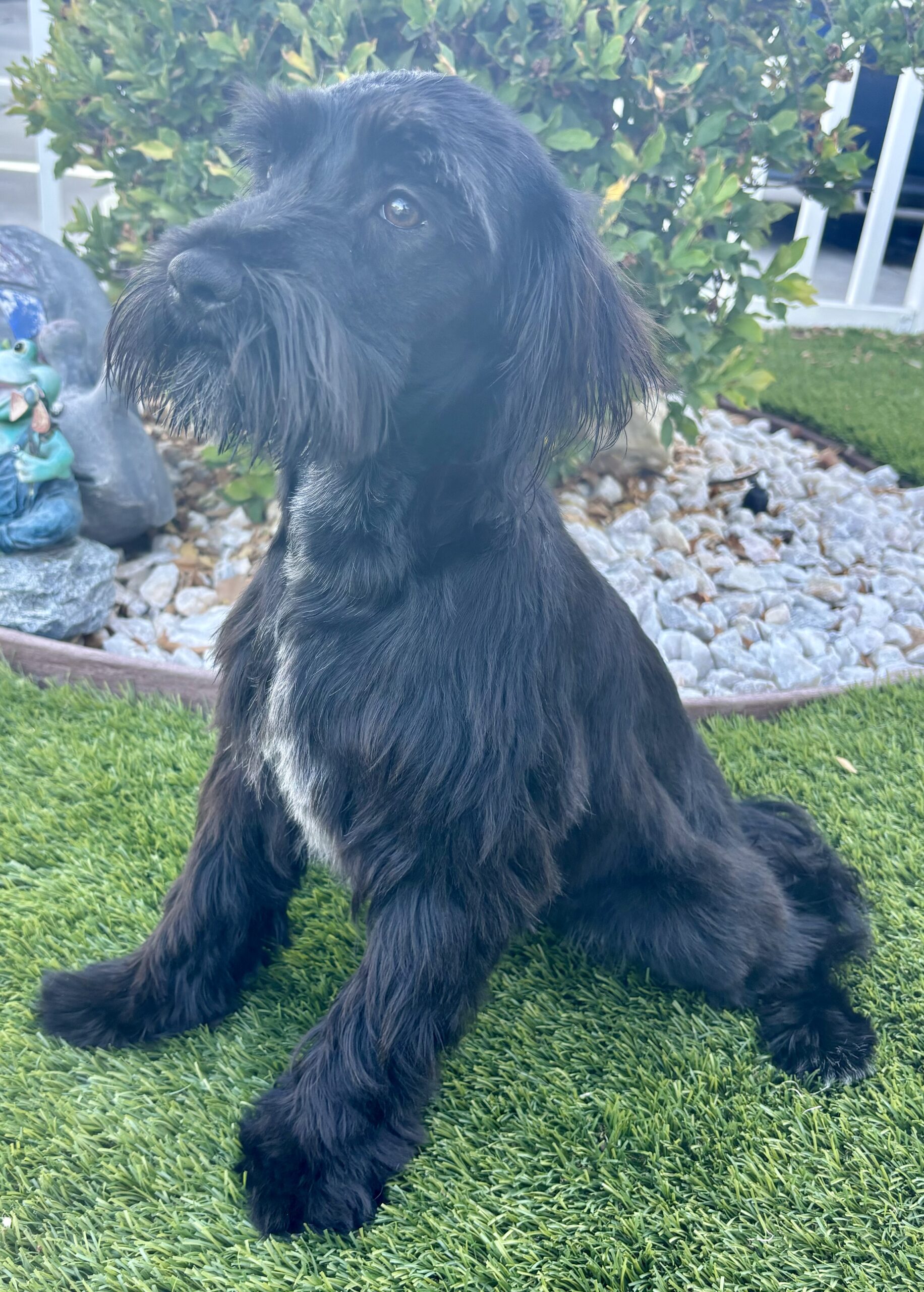 Romeo (Miniature Schnauzer)