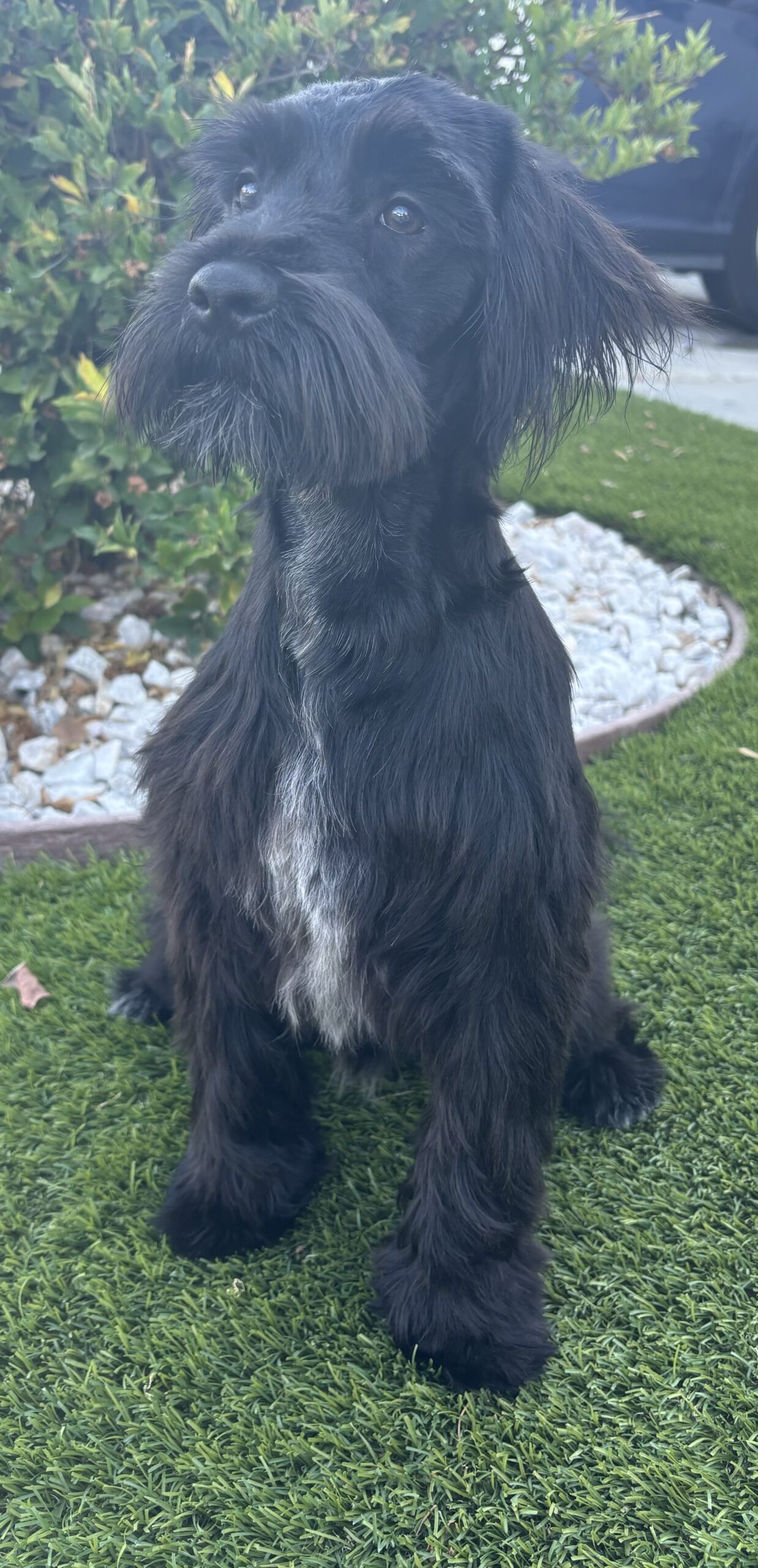 Romeo (Miniature Schnauzer)