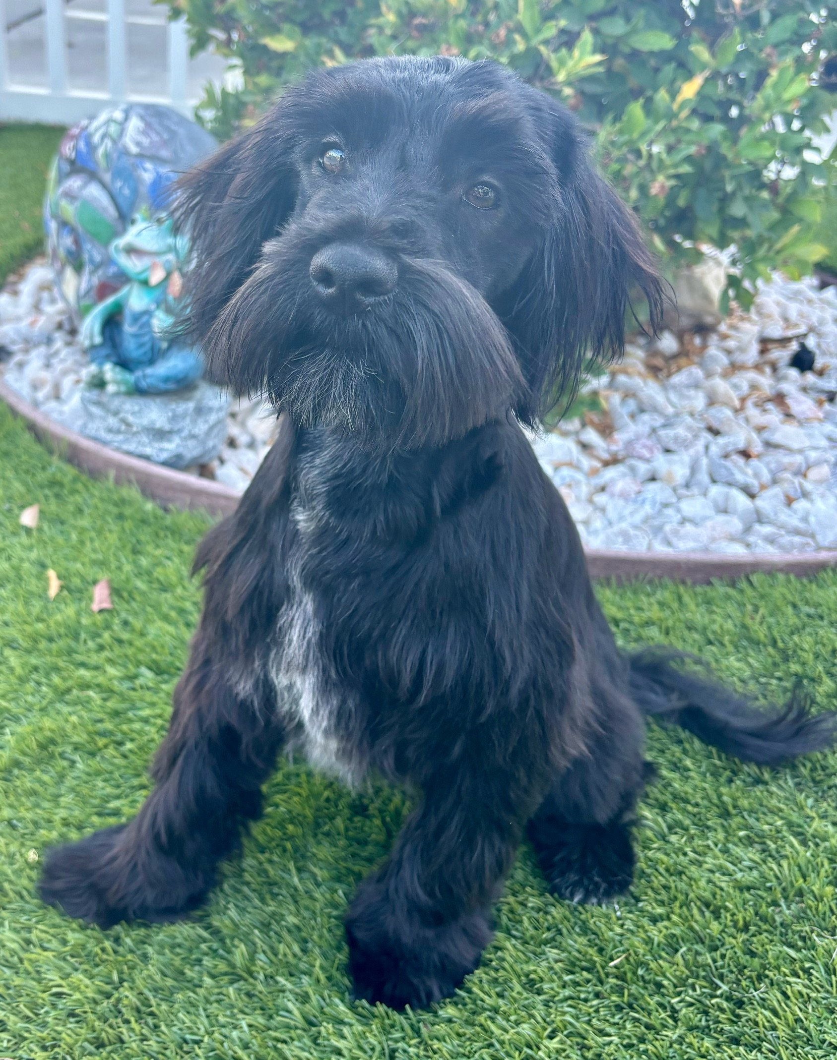 Romeo (Miniature Schnauzer)