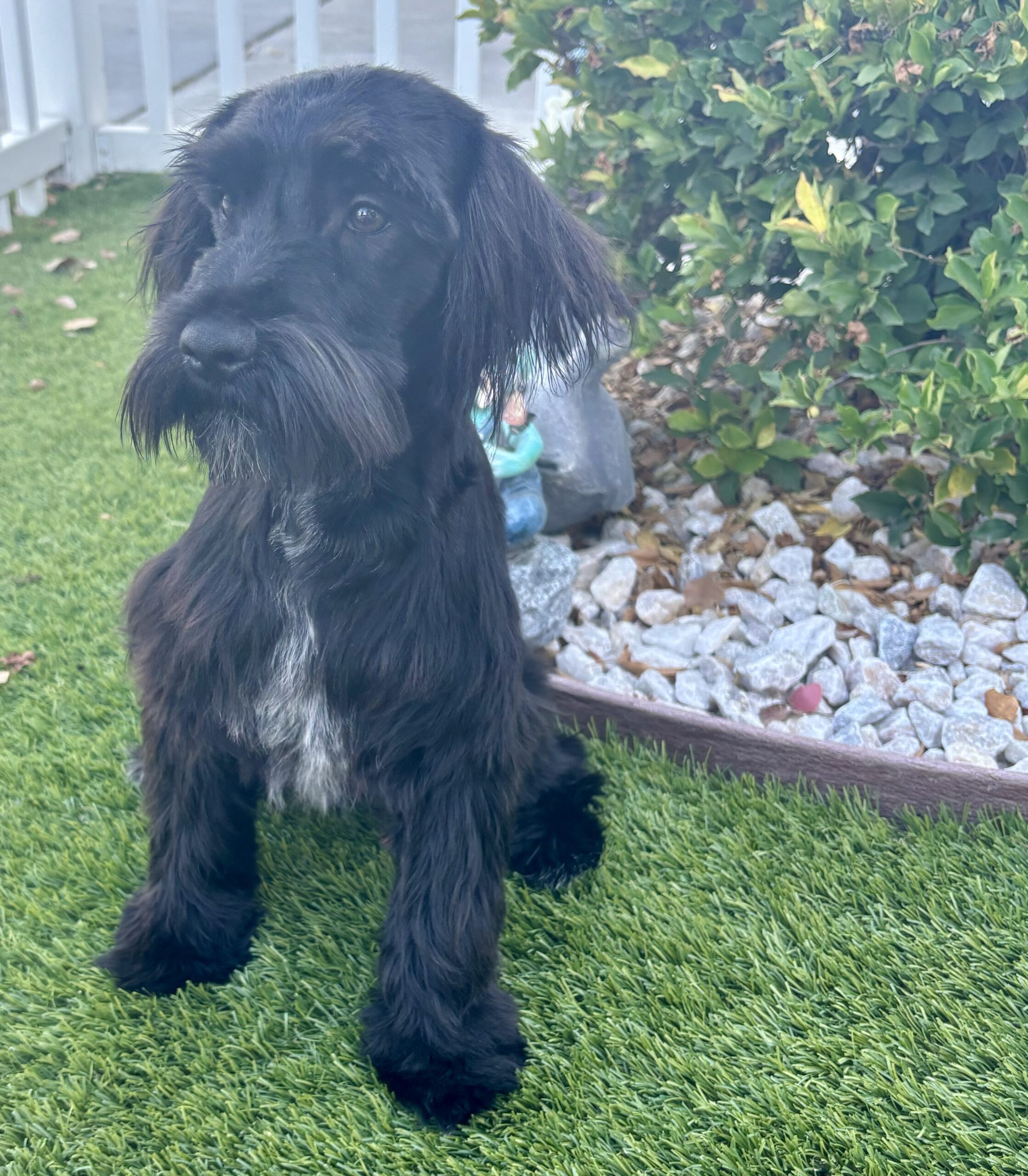 Romeo (Miniature Schnauzer)