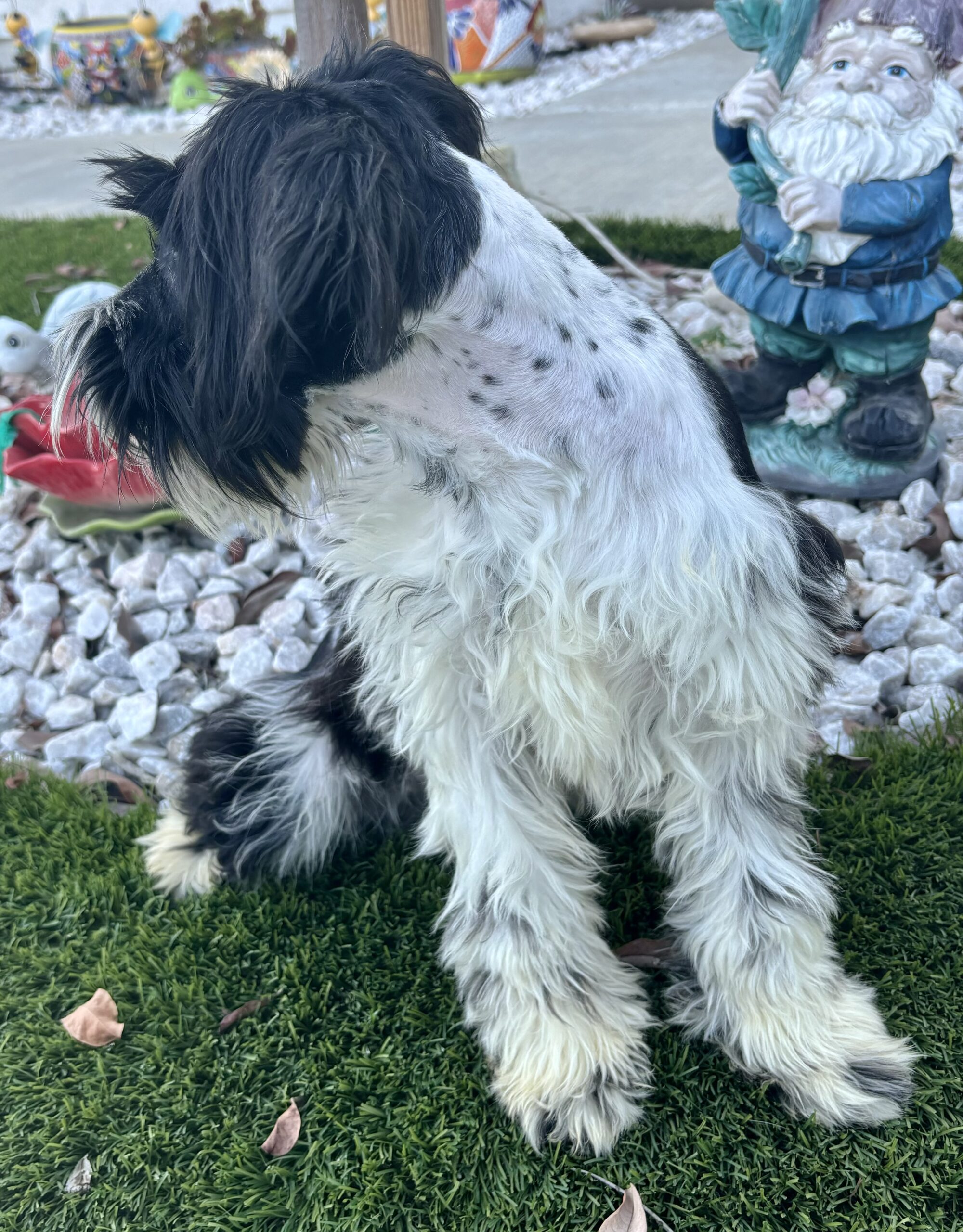 Bentley – Miniature Schnauzer