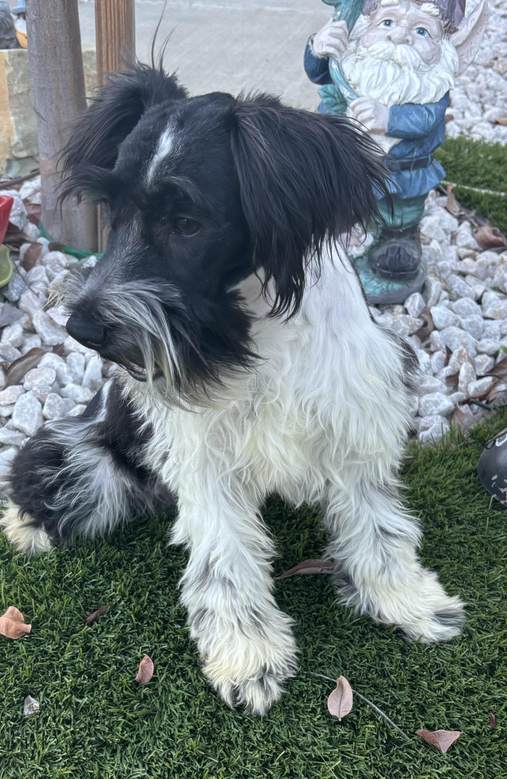 Bentley – Miniature Schnauzer