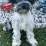 Bentley – Miniature Schnauzer