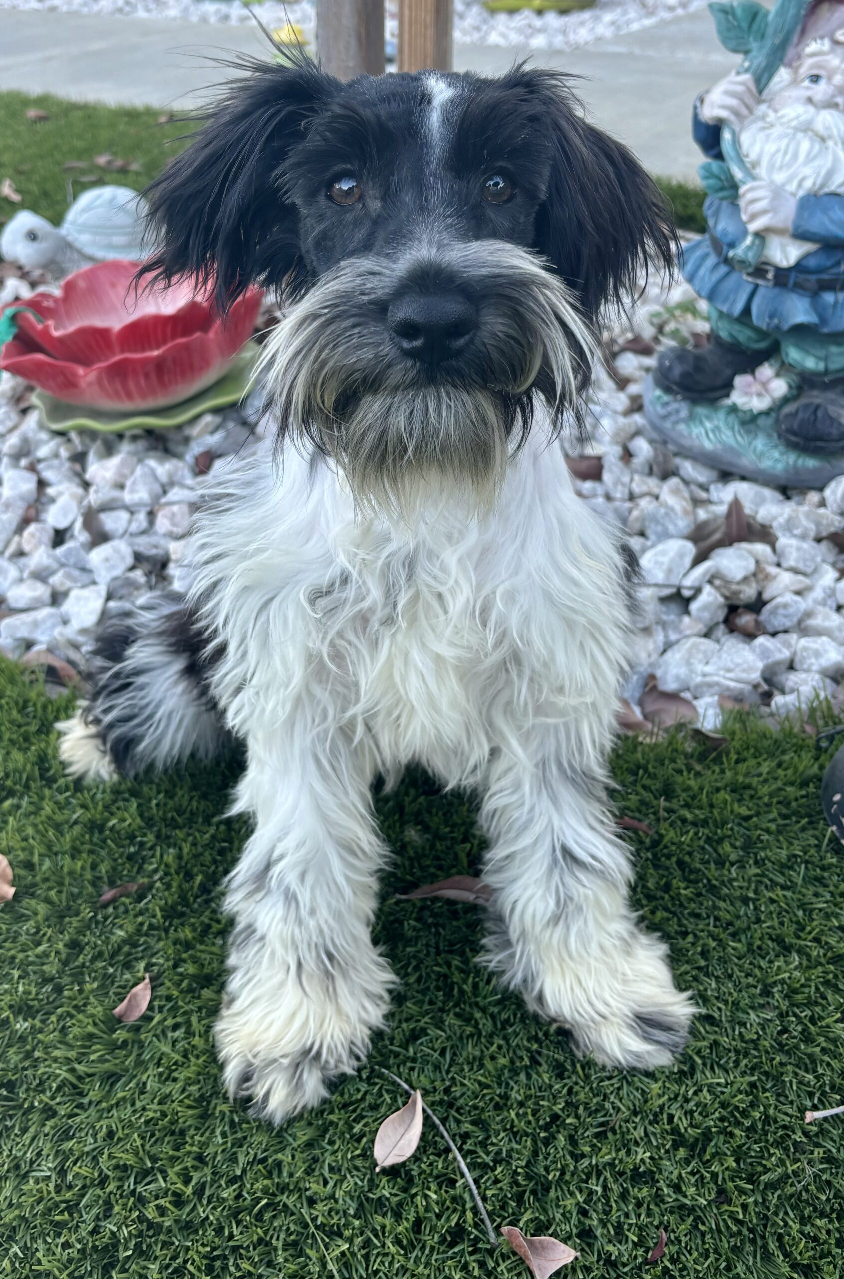 Bentley – Miniature Schnauzer