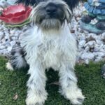 Bentley – Miniature Schnauzer