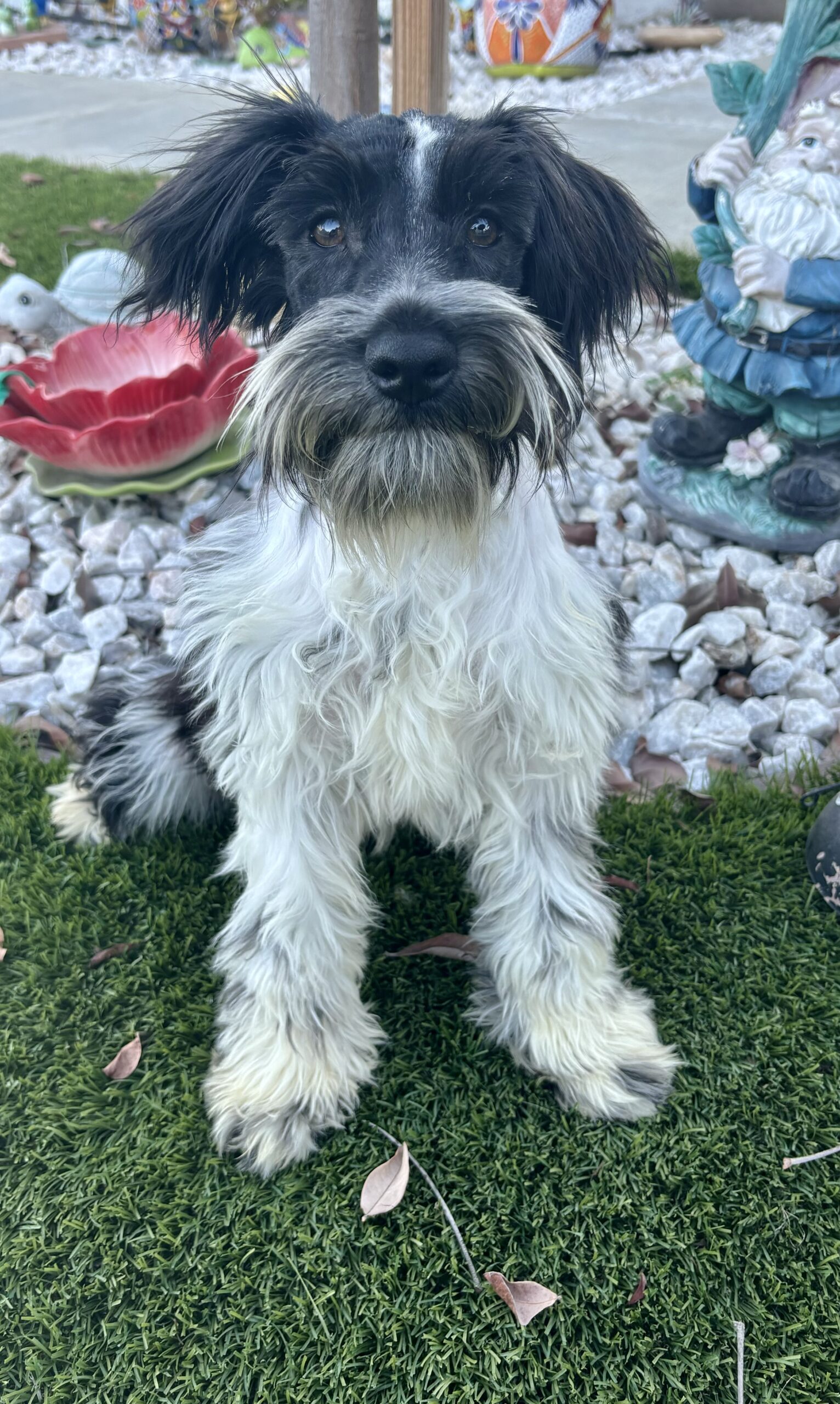 Bentley – Miniature Schnauzer