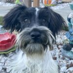 Bentley – Miniature Schnauzer