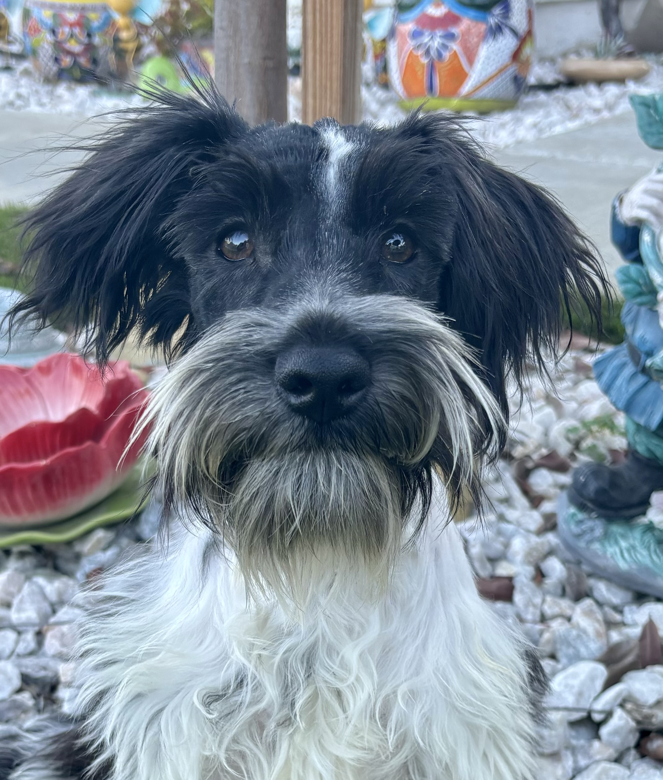 Bentley – Miniature Schnauzer