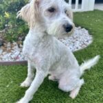 Freckles – Miniature Schnauzer