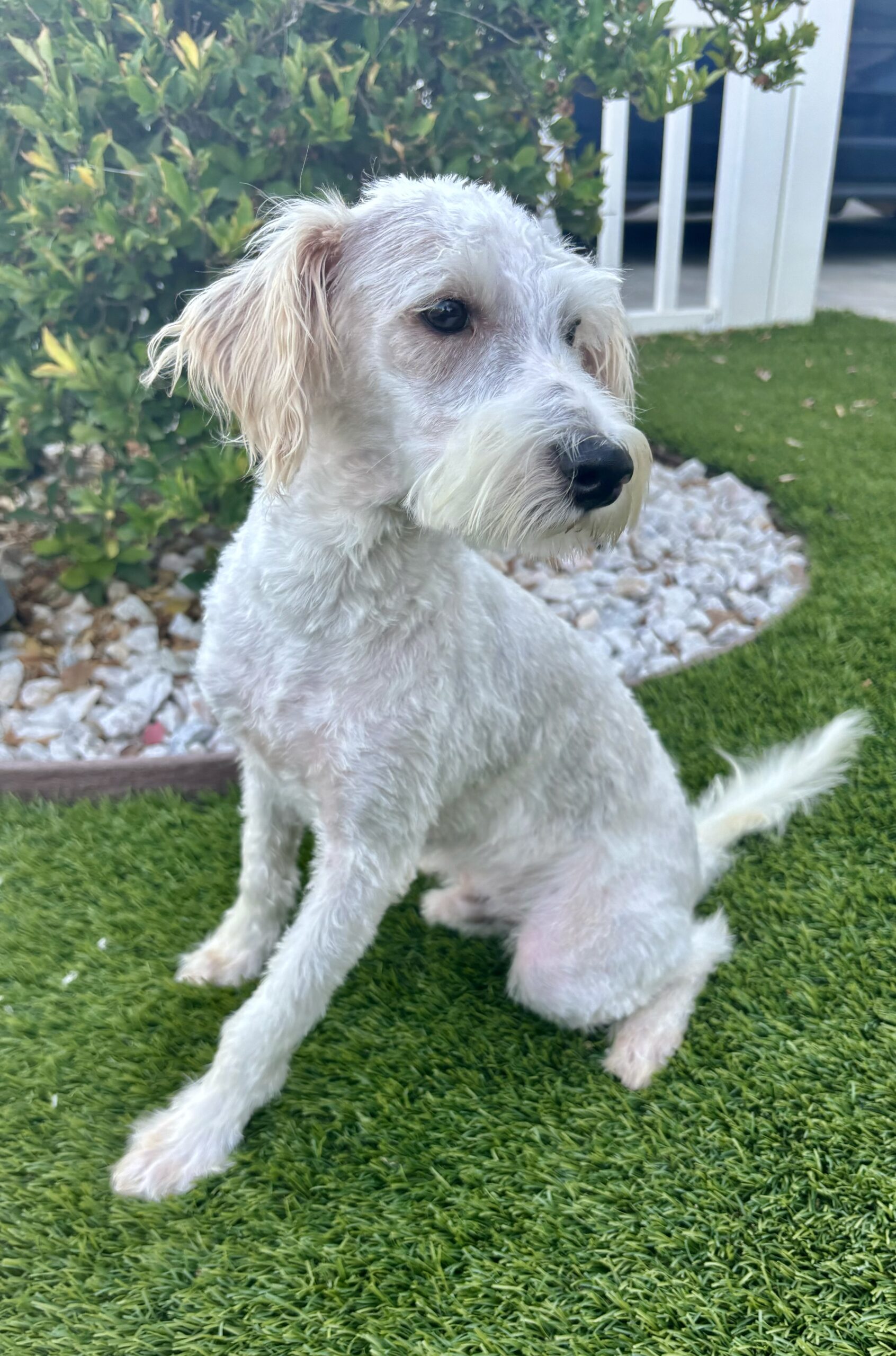 Freckles – Miniature Schnauzer