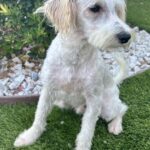 Freckles – Miniature Schnauzer