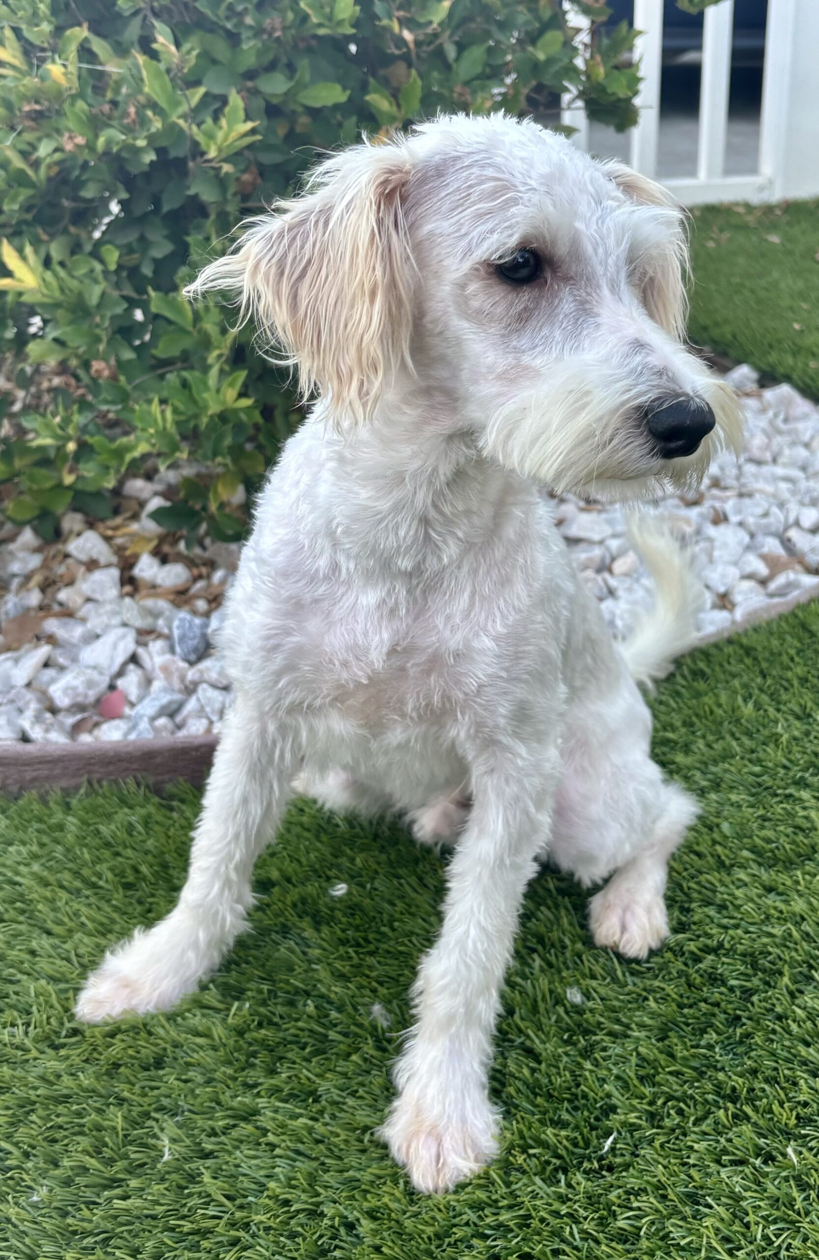 Freckles – Miniature Schnauzer