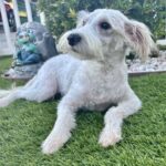 Freckles – Miniature Schnauzer