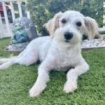 Freckles – Miniature Schnauzer