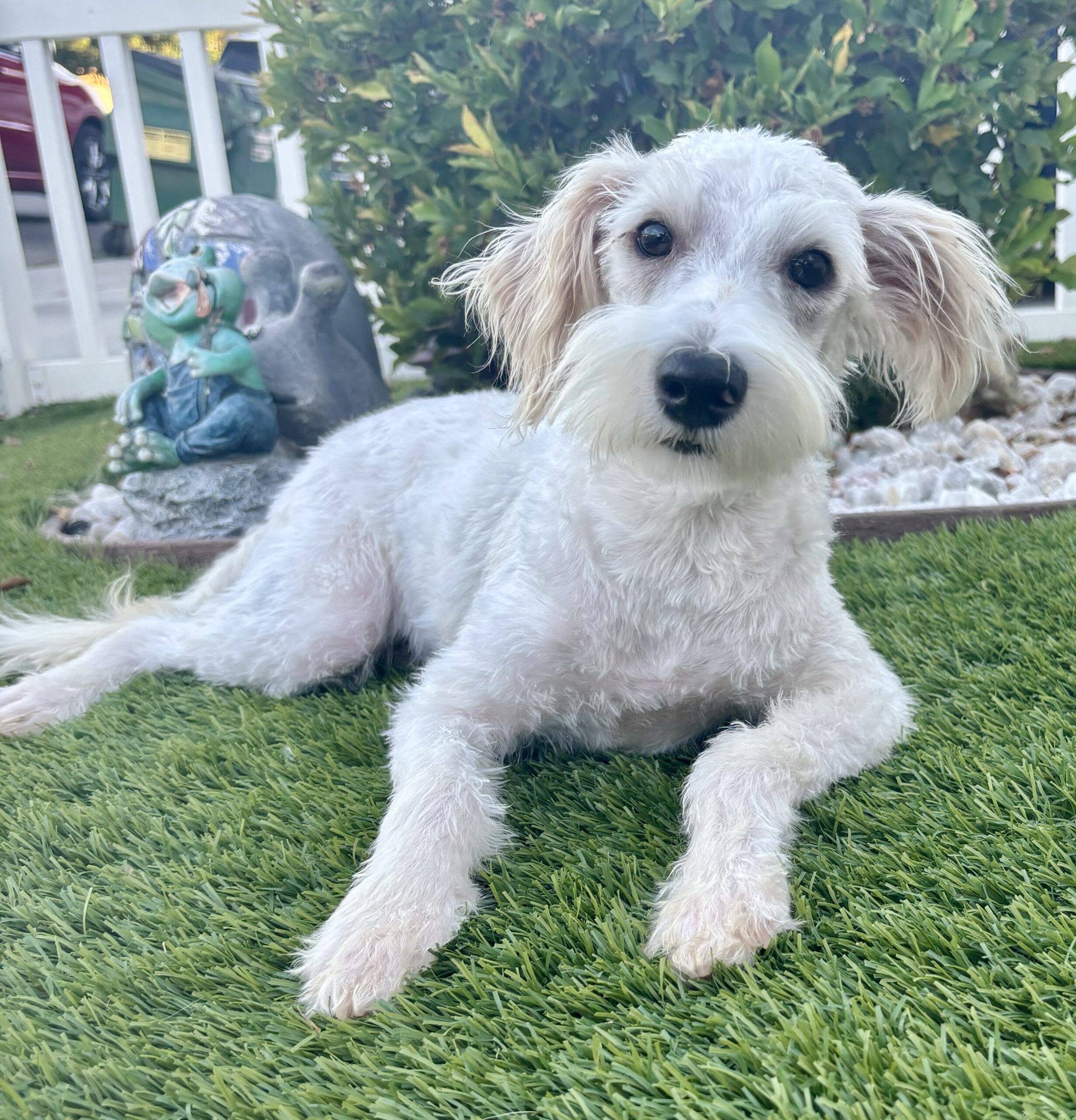 Freckles – Miniature Schnauzer