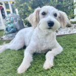 Freckles – Miniature Schnauzer