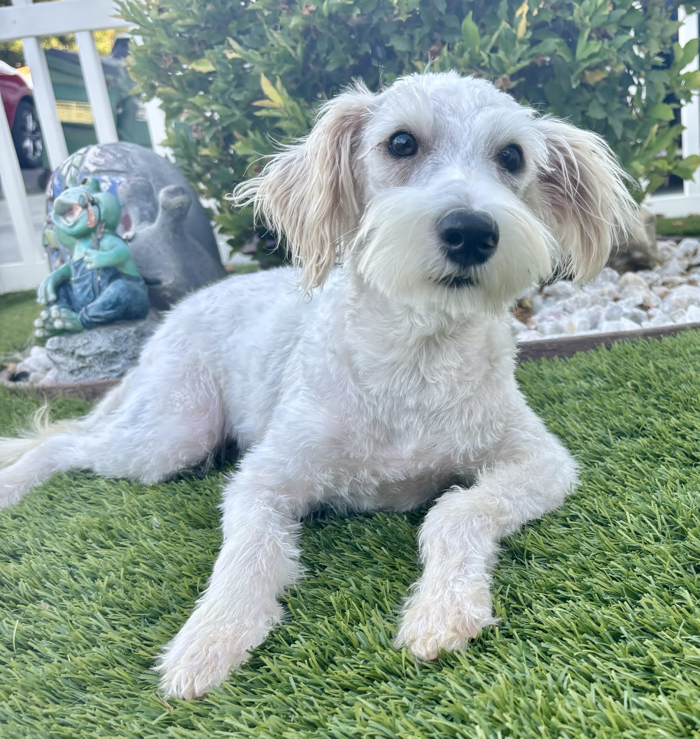 Freckles – Miniature Schnauzer