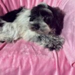 Dolly (Miniature Schnoodle)