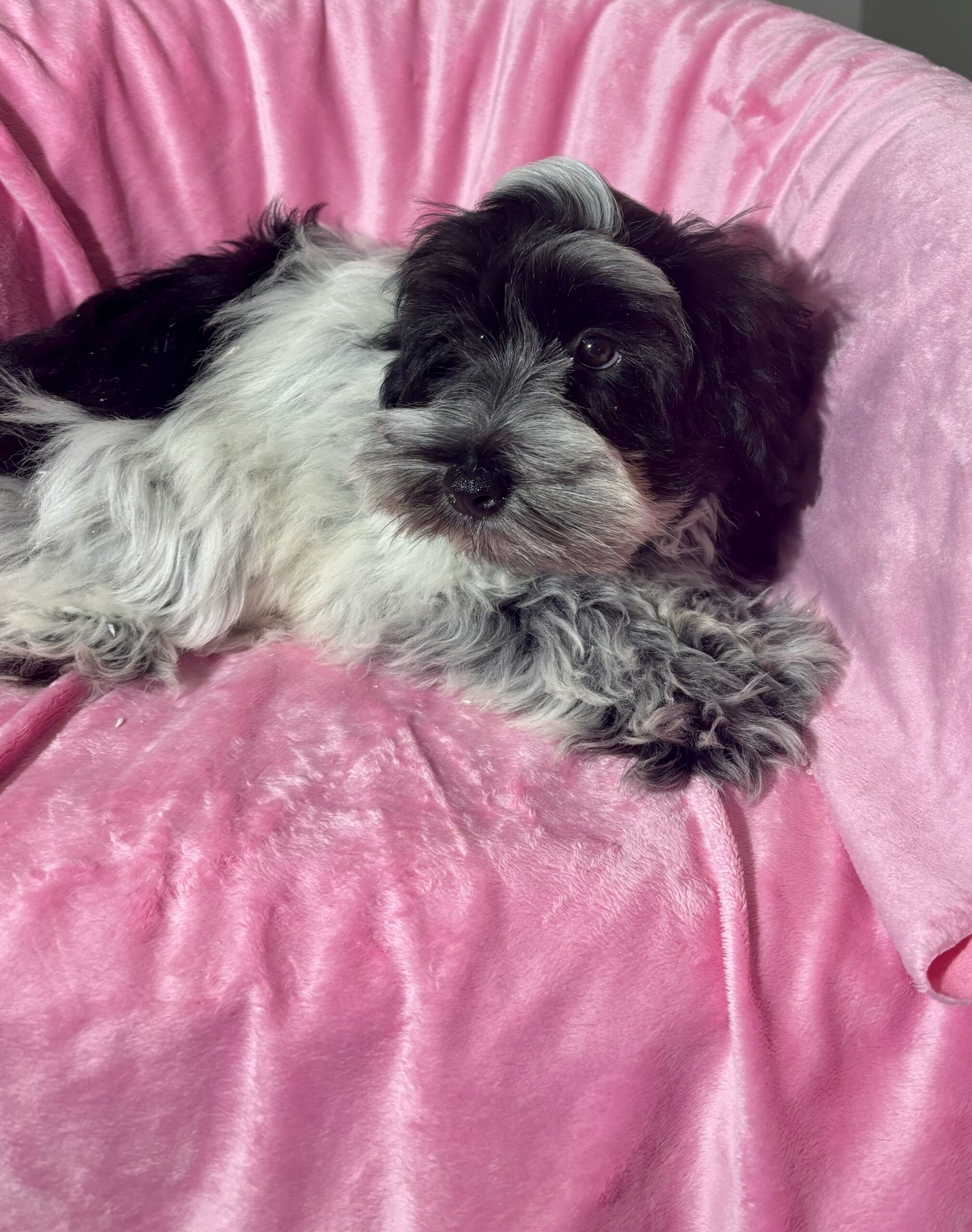 Dolly (Miniature Schnoodle)