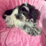 Dolly (Miniature Schnoodle)