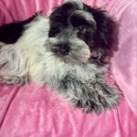 Dolly (Miniature Schnoodle)