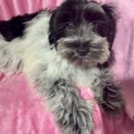 Dolly (Miniature Schnoodle)