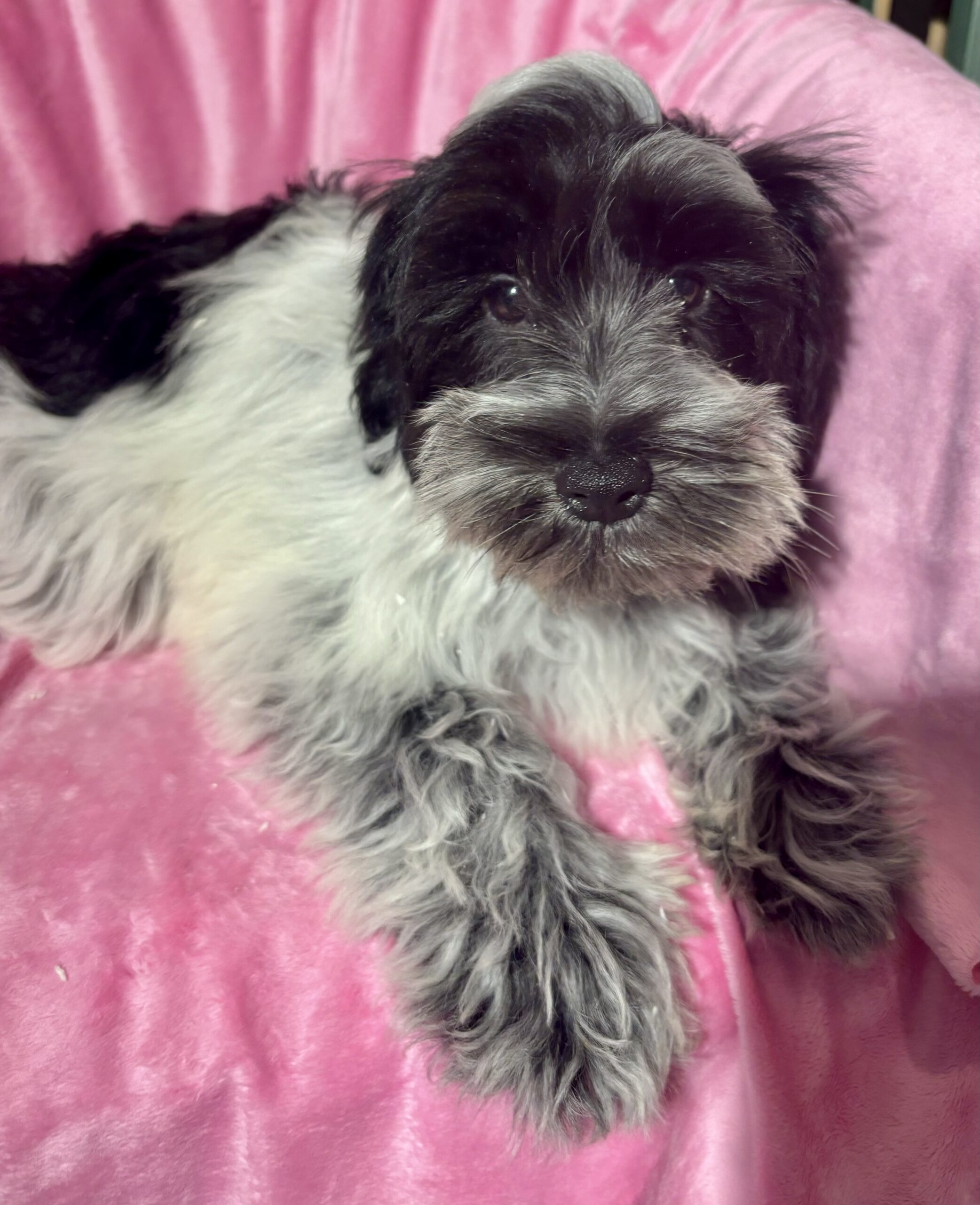 Dolly (Miniature Schnoodle)