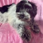 Dolly (Miniature Schnoodle)