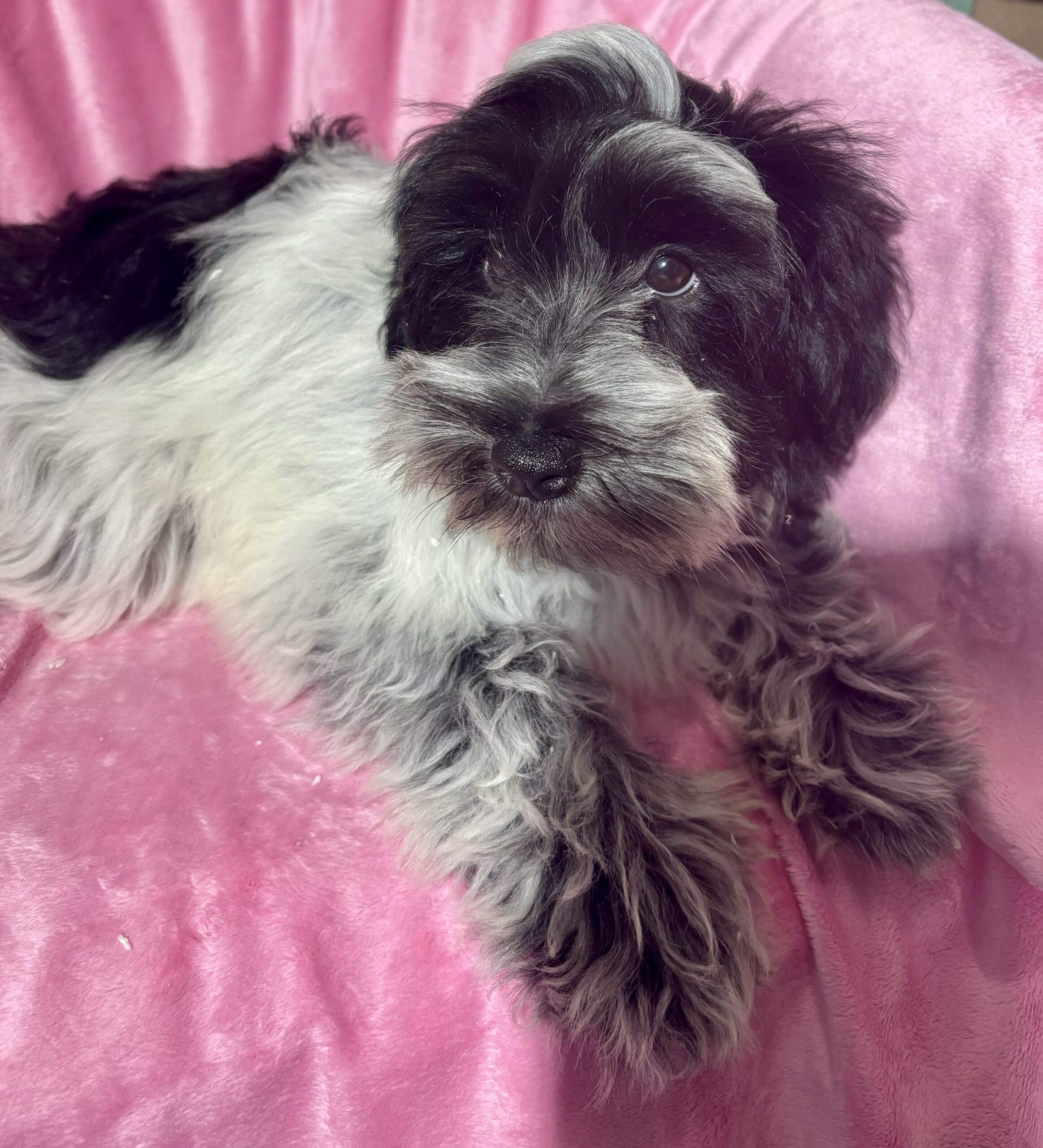 Dolly (Miniature Schnoodle)