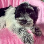 Dolly (Miniature Schnoodle)